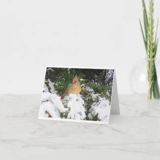 Carte de vacances avec Cardinal