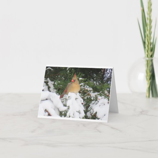 Carte de vacances avec Cardinal (Devant)