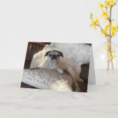 Carte de vacances carlin | Lily le Carlin (Fleur jaune)