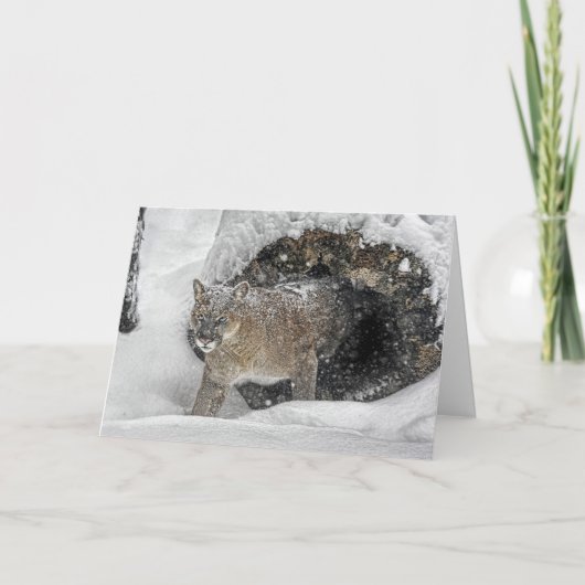 Carte de vacances de puma (Devant)