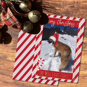 Carte de vacances en foil avec photo de chien rayu