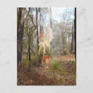 Carte de vacances Flamant Grasstree