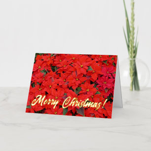 Carte De Vacances Métallisée Red Poinsettias I Christmas Holiday Floral Photo