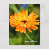 Carte de vacances Orange Marigold (Devant)