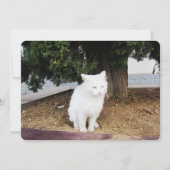 Carte de vacances Pooping Cat Flat (Devant)
