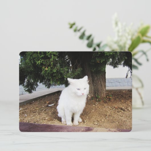 Carte de vacances Pooping Cat Flat (Debout devant)