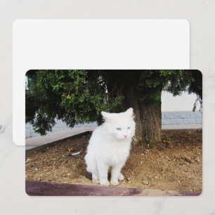 Carte de vacances Pooping Cat Flat
