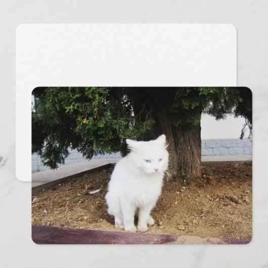Carte de vacances Pooping Cat Flat (Devant / Derrière)