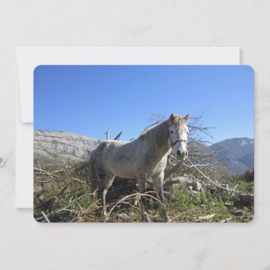 Carte de vacances Portrait de cheval (Devant)