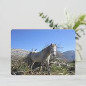 Carte de vacances Portrait de cheval (Debout devant)