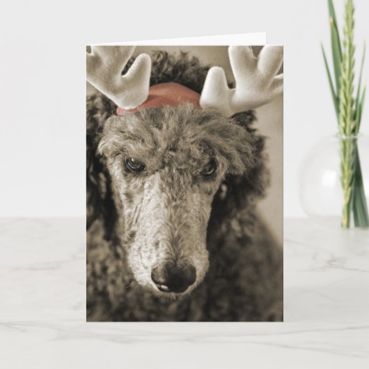 Carte de vacances Reindoodle III (Devant)