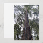 Carte de vacances Sequoia Flat (Devant / Derrière)