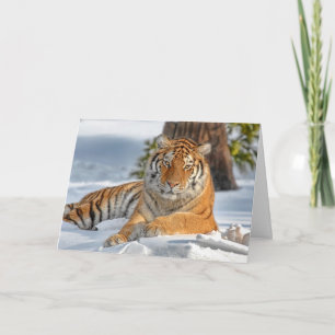 Carte de vacances Tiger