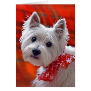 Carte de vacances Westie "Take a Bow"