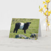 Carte de vache Belge Galloway (Fleur jaune)
