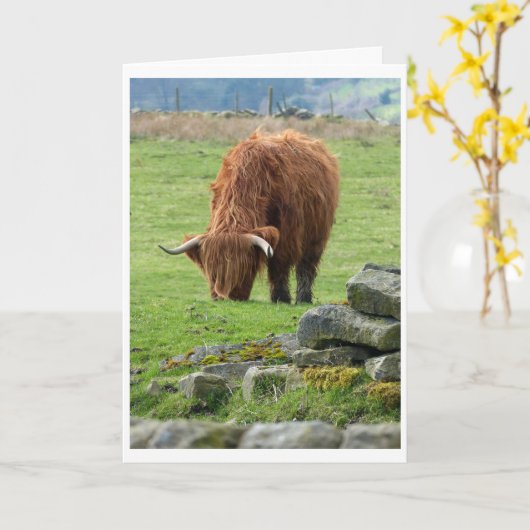Carte de vache Highland (Fleur jaune)