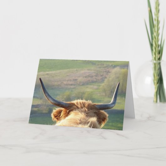 Carte de vache Highland (Devant)