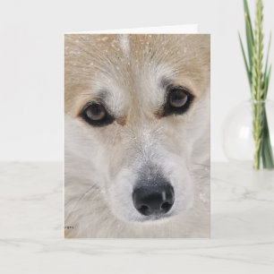 Carte de visage douce de corgi