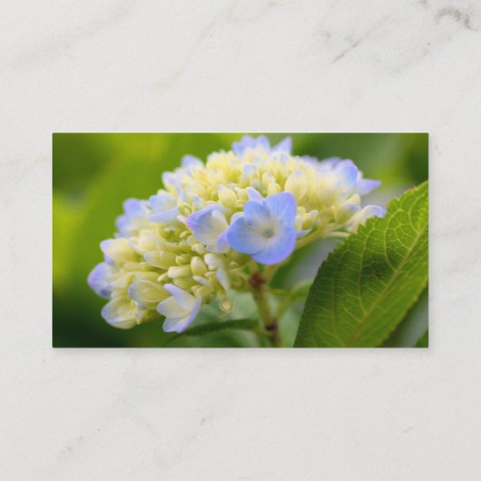 Carte de visite à fleurs doux Hydrangea (Dos)
