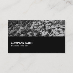 Carte De Visite À mi-chemin 079 - Sedum "Joie d'Automne"