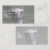 Carte De Visite Albatros de Laysan (Devant / Derrière)