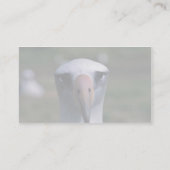 Carte De Visite Albatros de Laysan (Dos)