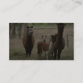 Carte De Visite Alpaga Brown mignons dans le zoo (Dos)