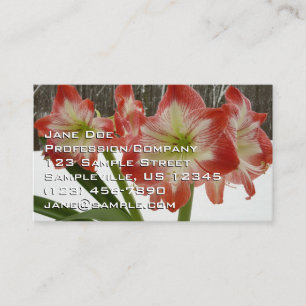 Carte De Visite Amaryllis en Fête Rouge Neige Hiver Floral