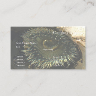 Carte de visite Anémone de Natural Bridges 2