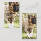 Carte de visite anglais de chien de mastiff (Devant / Derrière)