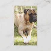 Carte de visite anglais de chien de mastiff (Dos)