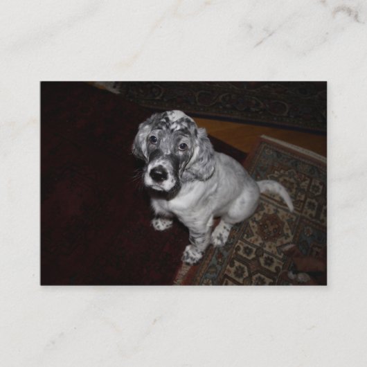 Carte De Visite Anglais Setter Puppy (Devant)