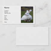 Carte de visite angora blanc de lapin (Devant / Derrière)
