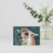 CARTE DE VISITE ANIMAUX SAUVAGES - GUANACO (Debout devant)