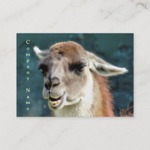 CARTE DE VISITE ANIMAUX SAUVAGES - GUANACO