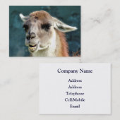 CARTE DE VISITE ANIMAUX SAUVAGES - GUANACO (Devant / Derrière)