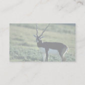 Carte De Visite Antilope de Blackbuck (Dos)