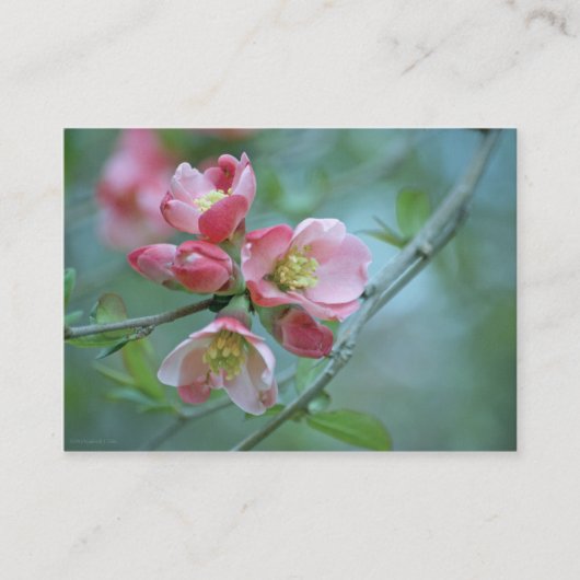 Carte De Visite Apple Blossom #P0356 Mini impression (Devant)