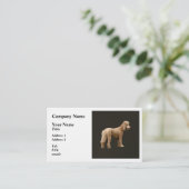 Carte De Visite Apricot Poodle (Debout devant)
