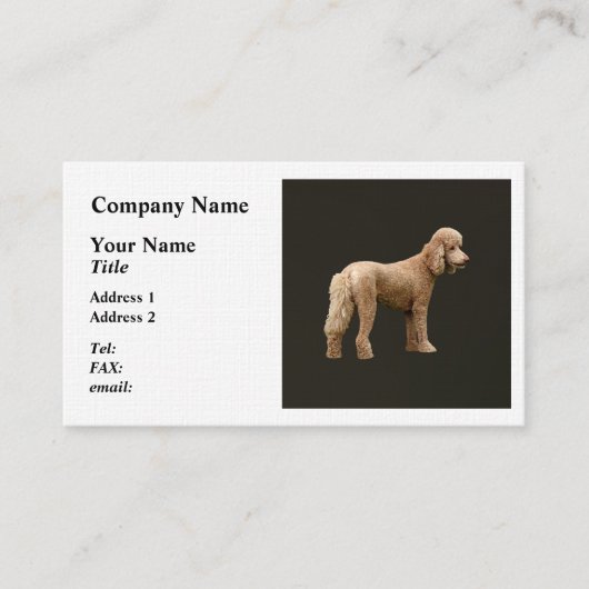 Carte De Visite Apricot Poodle (Devant)