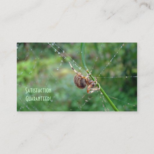 Carte De Visite Araneus - Orb Weaver Spider (Dos)