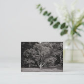 Carte De Visite Arbre Magnolia - BW chaud (Debout devant)