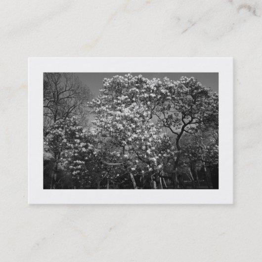Carte De Visite Arbre Magnolia en Fleur (Bordé) (Devant)