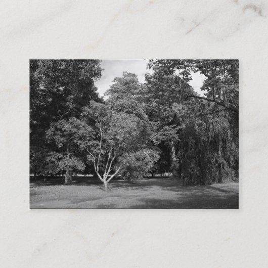 Carte De Visite Arbres, Bute Park, Cardiff BW (Devant)