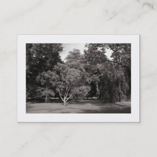 Carte De Visite Arbres, Parc Bute, Cardiff - Chaud NB (encadré)