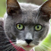 Carte de visite assis