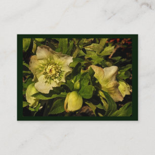 Carte De Visite ATC de Hellebore de rose Lenten