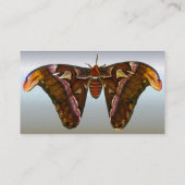Carte De Visite Atlas Moth (Dos)