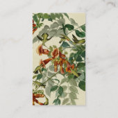 Carte De Visite Audubon Throsé de colibri (Dos)