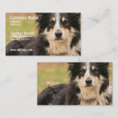 Carte de visite australien de berger (Devant / Derrière)